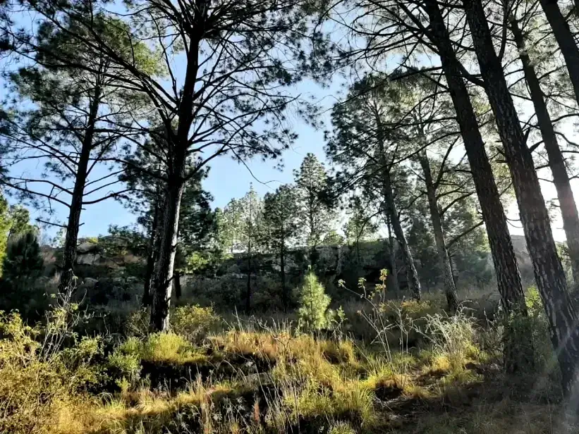 Afternoon sunlight filtering through the pines