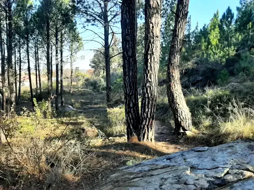 Path threading between tall pines on the koppie