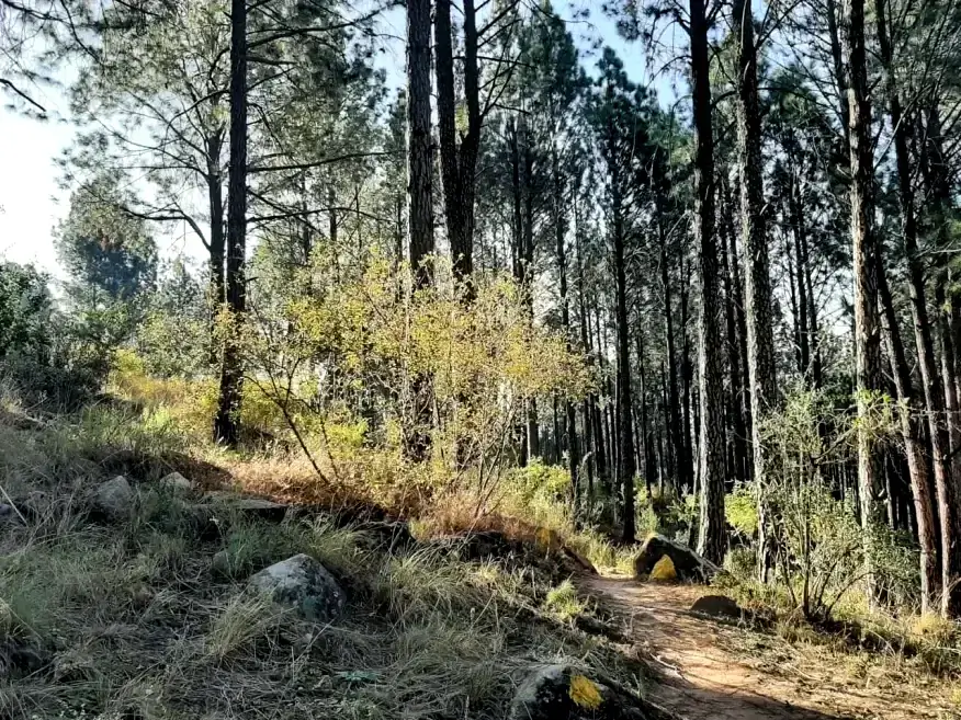 Marked trail through the pine forest on Paul Roux koppie